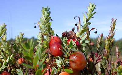 Pest and Disease Management for Cranberries Plant