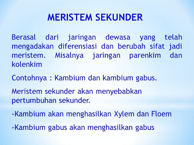 Jaringan Meristem Sekunder