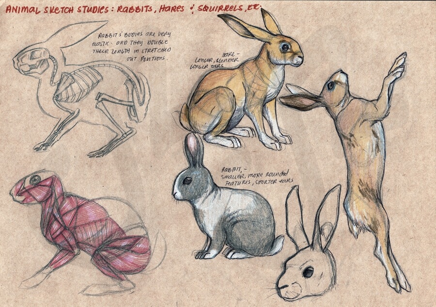 04-hare-and-bunny-drawing-animal-anatomy-jerome-nicola-www-designstack-co