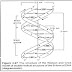 Watson and Crick model of  DNA