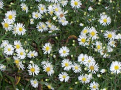 Wild White Aster