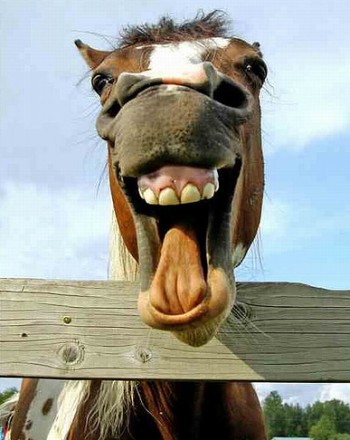 Funny+Animals+pics+photo+image+Horse.jpg