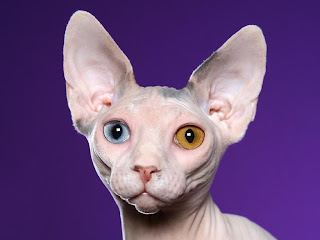 Sphynx Picture