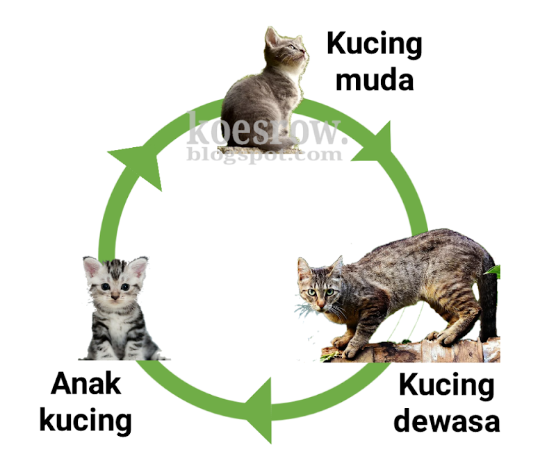 Ide Terpopuler Pertumbuhan Kucing