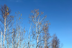 bare aspen branches