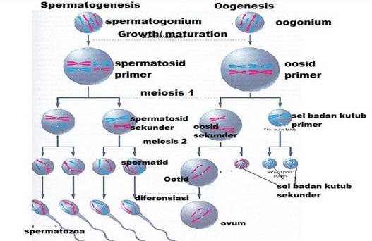 Proses Spermatogenesis  dan Oogenesis