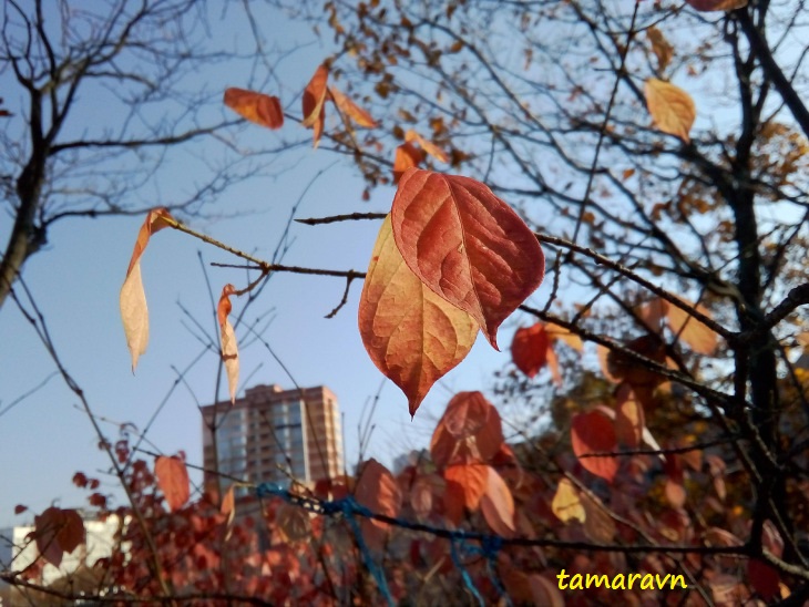 Бересклет малоцветковый (Euonymus pauciflorus)