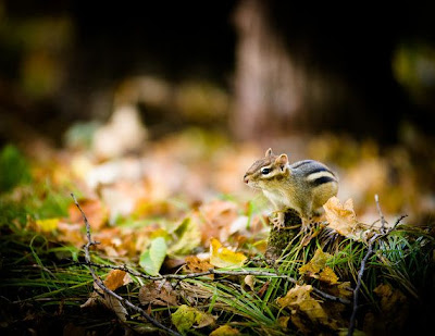 Chipmunk by Beth Wold