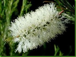 Melaleuca armillaris