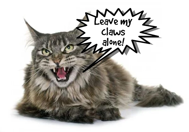 Don't even dream about declawing a Maine Coon