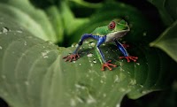 ¿Cuáles son las características comunes de los animales y las plantas?