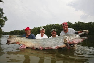 ikan terbesar