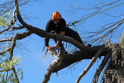 Arborist1