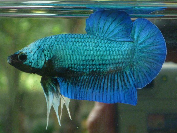 Cupang  Giant Betta Syndrome