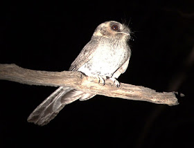 Australian Owlet nightjar