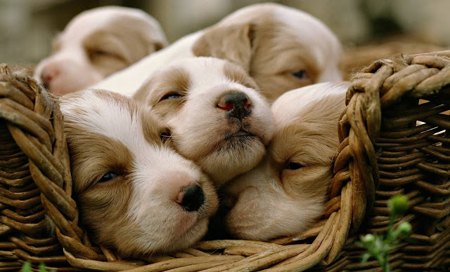 5 puppies, puppies, cute puppies