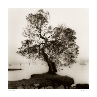 black and white oak tree pictures. lack amp; white sepia toned