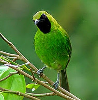 Inspirasi Terpopuler Burung Warna Hijau, Tato Burung