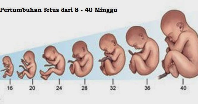 Perkembangan Bayi Tiap Bulan Dalam Kandungan