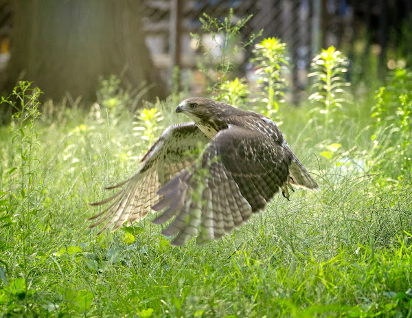 Fledgling red-tailed hawk frolicking in the grass