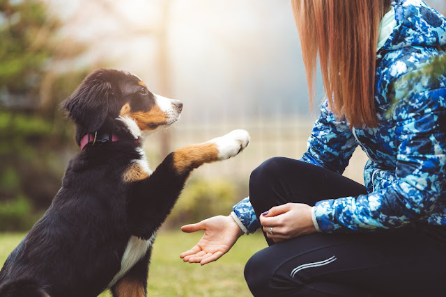 comandos básicos para perros,7 comandos básicos para perros,comandos básicos para perros en inglés,comandos de obediencia canina,comandos para perros