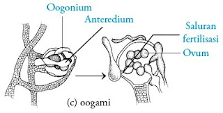 Perkembangbiakan Fungi secara generatif yaitu perkembangbiakan Pintar Pelajaran Cara Reproduksi Fungi : Seksual (generatif) dan Aseksual (Vegetatif)