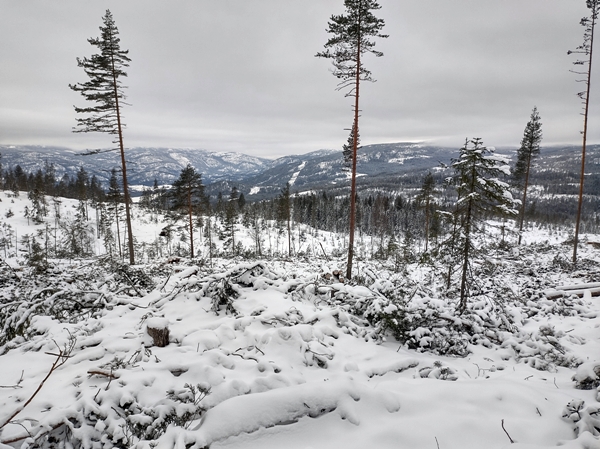 gulsvik hallingdal