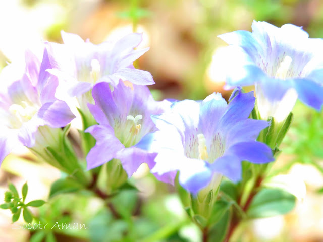 Gentiana zollingeri