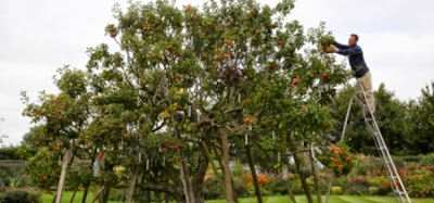 Wow Keren, Ada 250 Jenis Buah Apel Yang Tumbuh di Satu Pohon