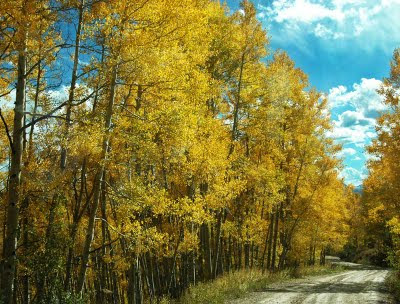 Colorado aspen trees in fall