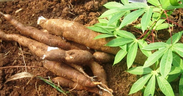 feuilles-de-manioc