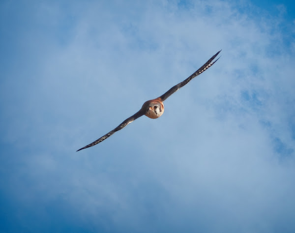 Adult male kestrel.