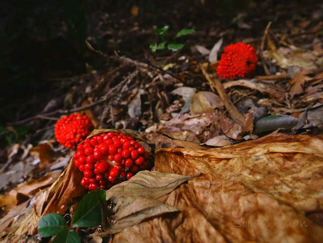 Arisaema ringens