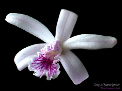 Orquídea Laelia lundii