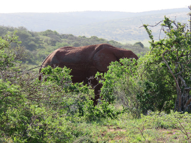 Addo Elephant National Park