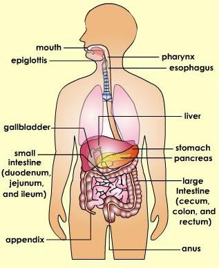 Image result for ORGAN PENCERNAAN UTAMA