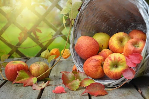 Harvest of apples in basket for preserving