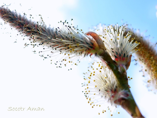 Salix gracilistyla