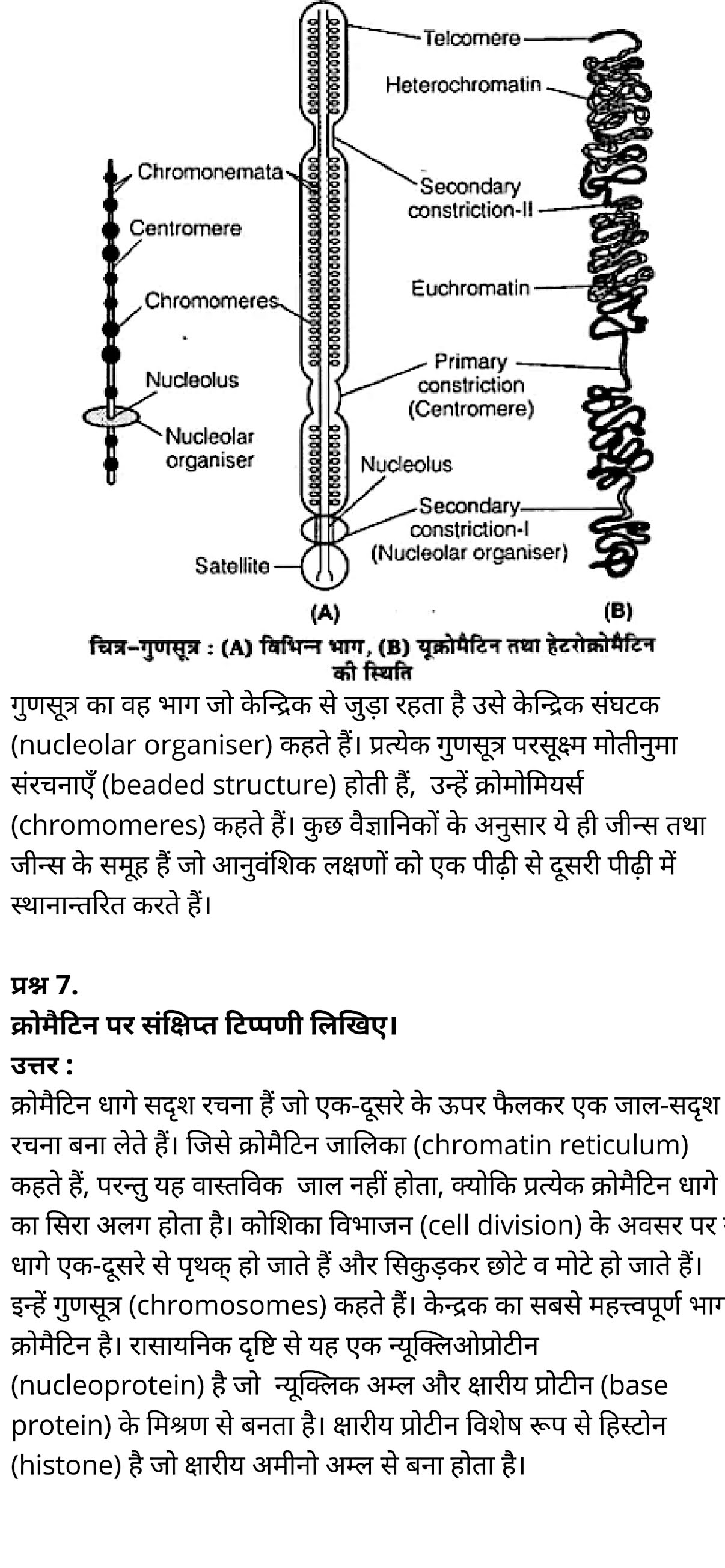 कक्षा 11 जीव विज्ञान अध्याय 8 के नोट्स हिंदी में एनसीईआरटी समाधान,   class 11 Biology Chapter 8,  class 11 Biology Chapter 8 ncert solutions in hindi,  class 11 Biology Chapter 8 notes in hindi,  class 11 Biology Chapter 8 question answer,  class 11 Biology Chapter 8 notes,  11   class Biology Chapter 8 in hindi,  class 11 Biology Chapter 8 in hindi,  class 11 Biology Chapter 8 important questions in hindi,  class 11 Biology notes in hindi,  class 11 Biology Chapter 8 test,  class 11 BiologyChapter 8 pdf,  class 11 Biology Chapter 8 notes pdf,  class 11 Biology Chapter 8 exercise solutions,  class 11 Biology Chapter 8, class 11 Biology Chapter 8 notes study rankers,  class 11 Biology Chapter 8 notes,  class 11 Biology notes,   Biology  class 11  notes pdf,  Biology class 11  notes 2021 ncert,  Biology class 11 pdf,  Biology  book,  Biology quiz class 11  ,   11  th Biology    book up board,  up board 11  th Biology notes,  कक्षा 11 जीव विज्ञान अध्याय 8, कक्षा 11 जीव विज्ञान का अध्याय 8 ncert solution in hindi, कक्षा 11 जीव विज्ञान  के अध्याय 8 के नोट्स हिंदी में, कक्षा 11 का जीव विज्ञान अध्याय 8 का प्रश्न उत्तर, कक्षा 11 जीव विज्ञान अध्याय 8 के नोट्स, 11 कक्षा जीव विज्ञान अध्याय 8 हिंदी में,कक्षा 11 जीव विज्ञान  अध्याय 8 हिंदी में, कक्षा 11 जीव विज्ञान  अध्याय 8 महत्वपूर्ण प्रश्न हिंदी में,कक्षा 11 के जीव विज्ञानके नोट्स हिंदी में,जीव विज्ञान  कक्षा 11 नोट्स pdf,