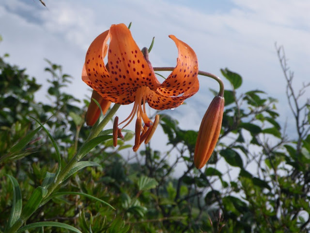 Лилия ложнотигровая / Лилия Максимовича (Lilium pseudotigrinum, =Lilium maximowiczii)