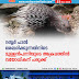  റബ്ബർ പാൽ ശേഖരിക്കുന്നതിനിടെ മുള്ളൻപന്നിയുടെ അക്രമത്തിൽ വയോധികന് പരുക്ക്