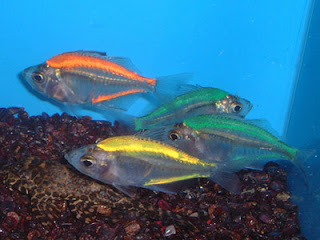 Indian Glassy Fish