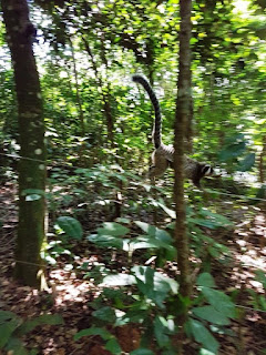 Marmoset running along a fence wire