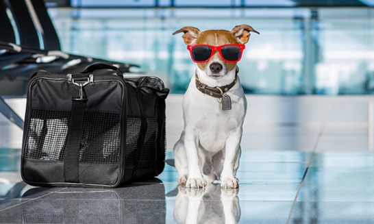 Traveling with Your Dog: Pets and Vacation Lodgings