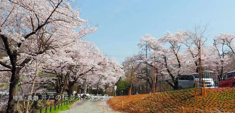 長瀞･井戸の桜並木と蓬莱島
