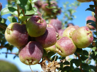 Emu Apple Fruit Pictures