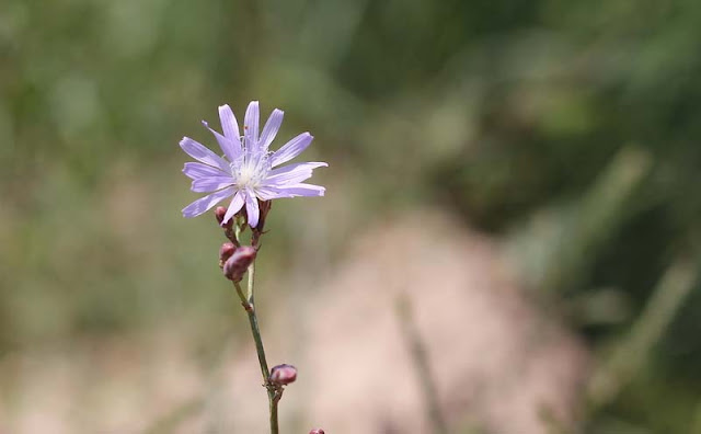 Blue Lettuce Flowers Pictures