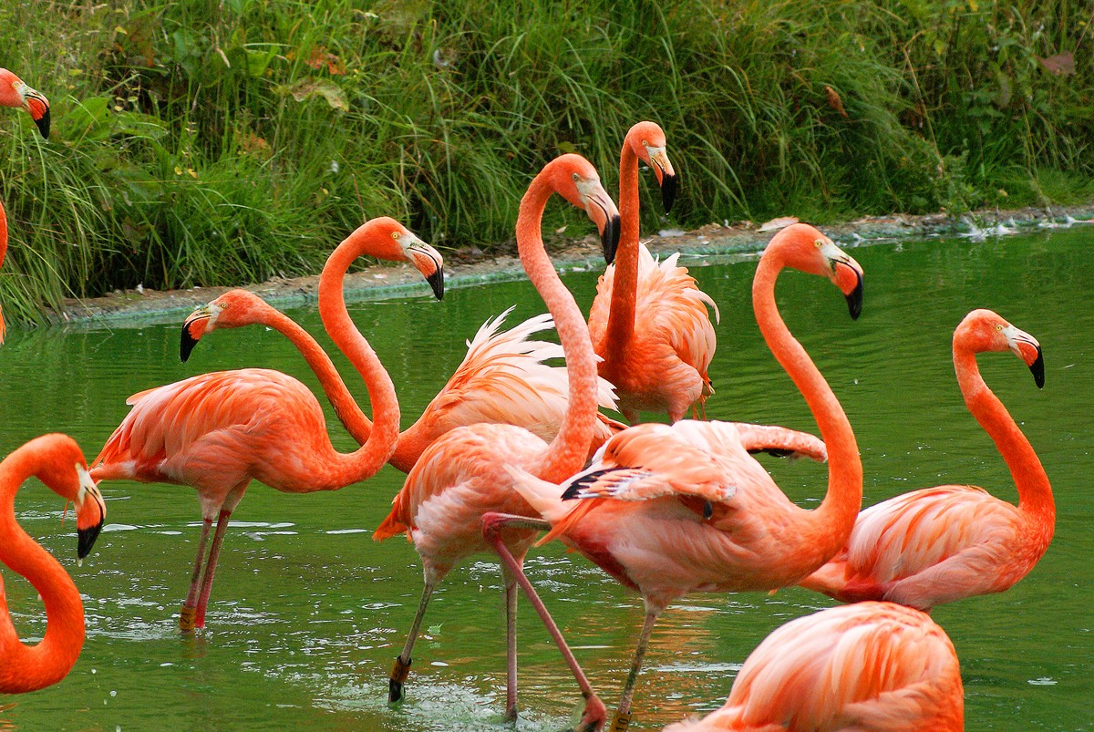 Flamingo  Bird Basic Facts amp; Beautiful Pictures  Beauty Of Bird