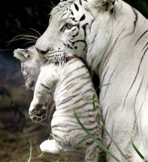 White Tiger