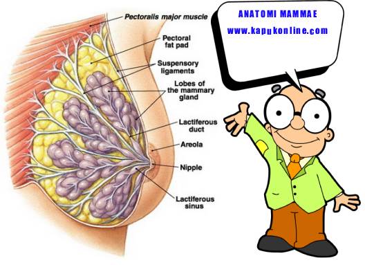 Ca / Cancer / Kanker / Carsinoma / Tumor Mammae  ASKEP 